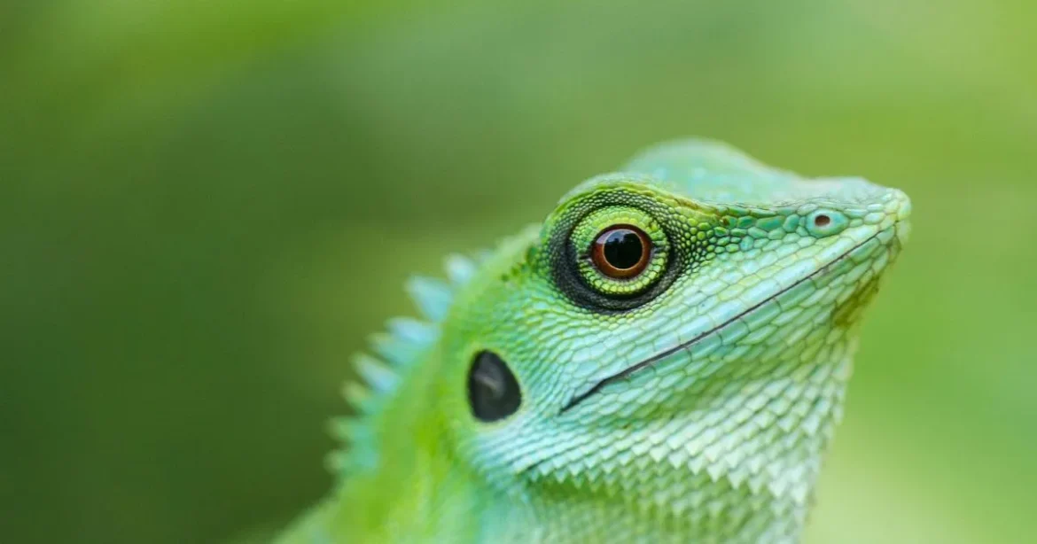 Are Turtles, Frogs, and Lizards Reptiles or Amphibians