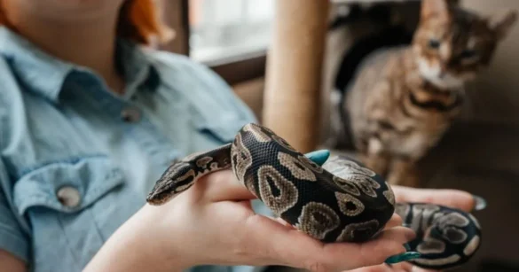 Best Snakes Pets