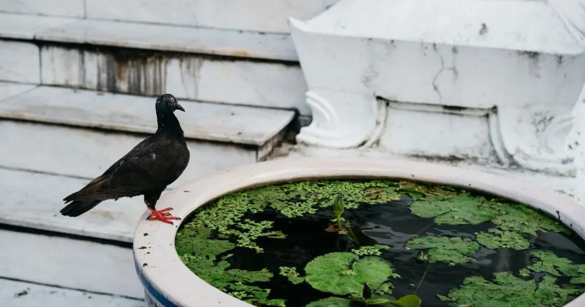 How Bird Bath Fountains Attract Birds to Your Garden