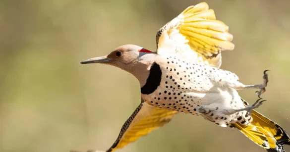 State Bird of Alabama