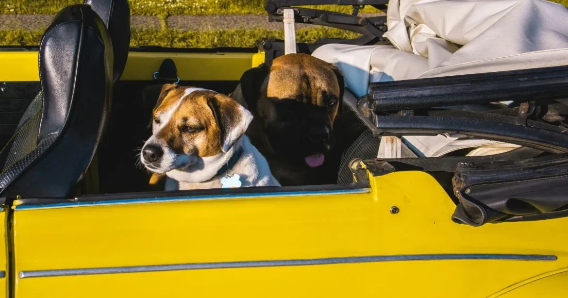 How to Choose the Best Dog Bed for Car Travel